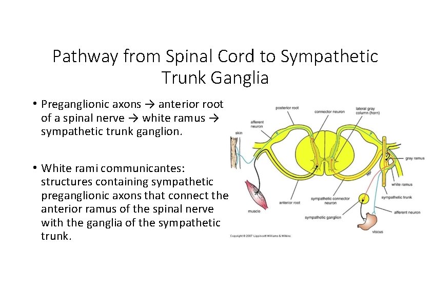 Pathway from Spinal Cord to Sympathetic Trunk Ganglia • Preganglionic axons → anterior root