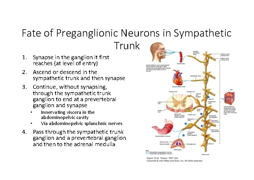 Fate of Preganglionic Neurons in Sympathetic Trunk 1. Synapse in the ganglion it first