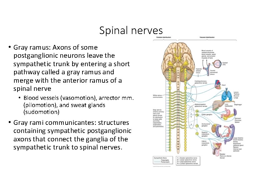 Spinal nerves • Gray ramus: Axons of some postganglionic neurons leave the sympathetic trunk