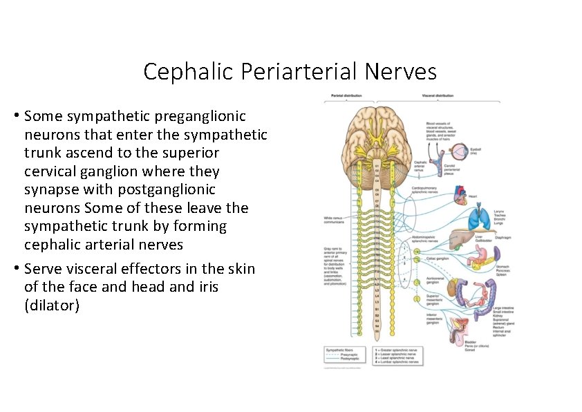 Cephalic Periarterial Nerves • Some sympathetic preganglionic neurons that enter the sympathetic trunk ascend