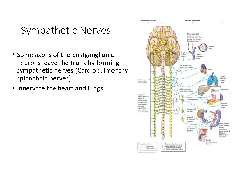 Sympathetic Nerves • Some axons of the postganglionic neurons leave the trunk by forming