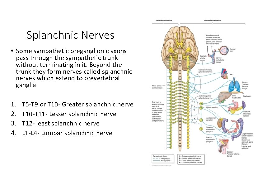 Splanchnic Nerves • Some sympathetic preganglionic axons pass through the sympathetic trunk without terminating