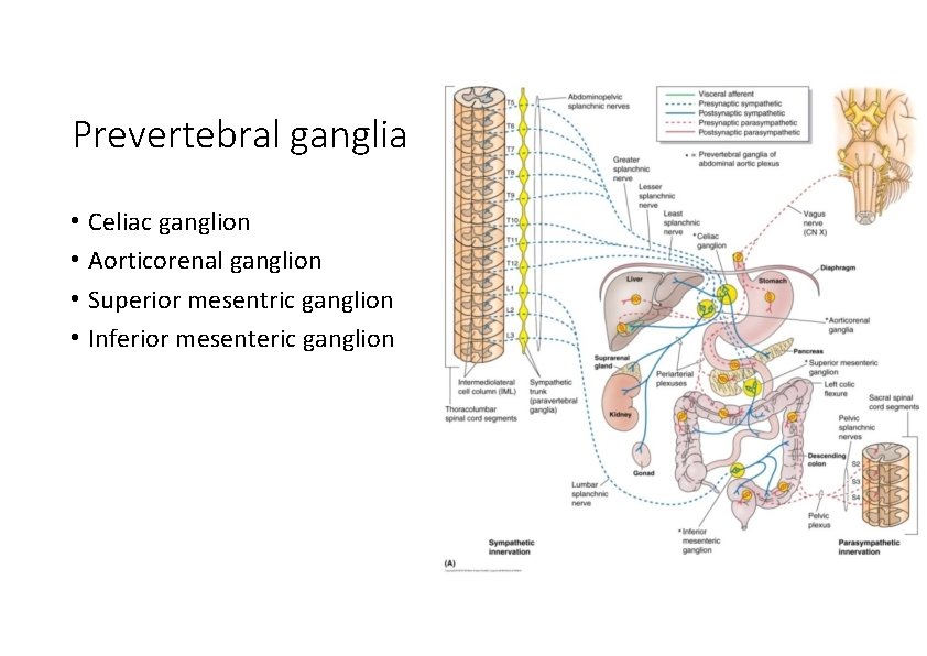 Prevertebral ganglia • Celiac ganglion • Aorticorenal ganglion • Superior mesentric ganglion • Inferior