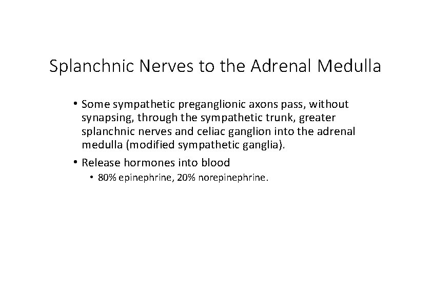 Splanchnic Nerves to the Adrenal Medulla • Some sympathetic preganglionic axons pass, without synapsing,