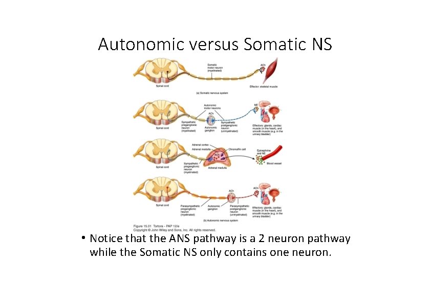 Autonomic versus Somatic NS • Notice that the ANS pathway is a 2 neuron