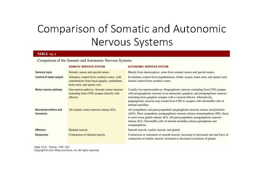 Comparison of Somatic and Autonomic Nervous Systems 