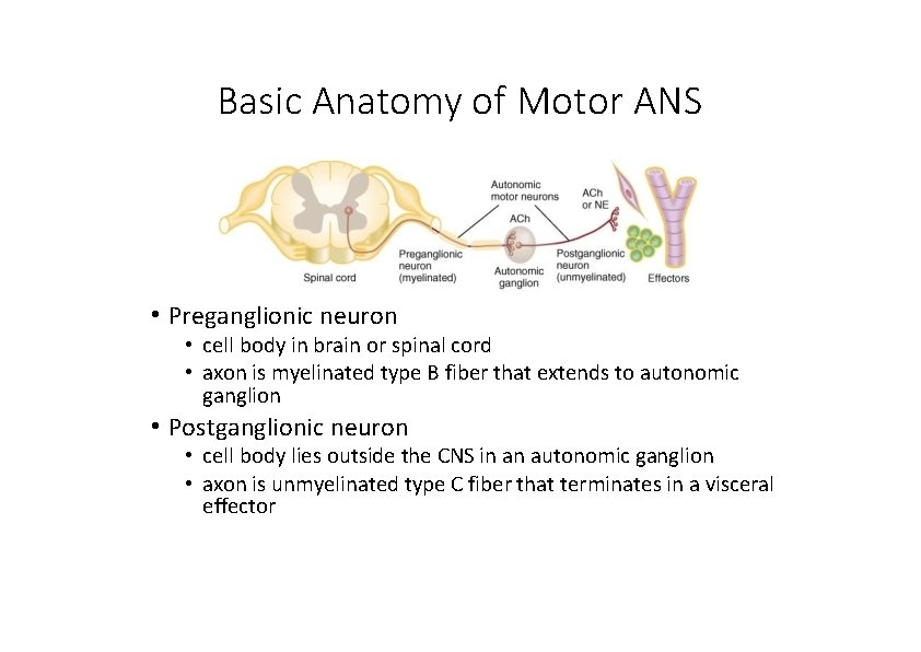 Basic Anatomy of Motor ANS • Preganglionic neuron • cell body in brain or