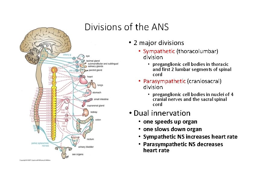 Divisions of the ANS • 2 major divisions • Sympathetic (thoracolumbar) division • preganglionic