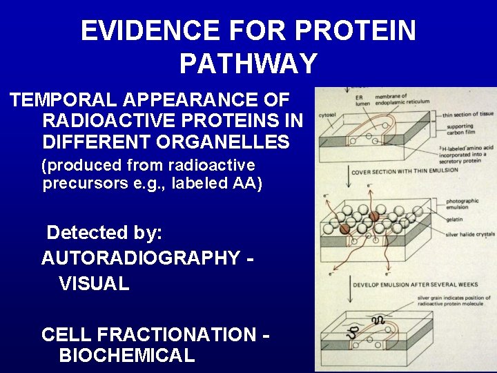 EVIDENCE FOR PROTEIN PATHWAY TEMPORAL APPEARANCE OF RADIOACTIVE PROTEINS IN DIFFERENT ORGANELLES (produced from