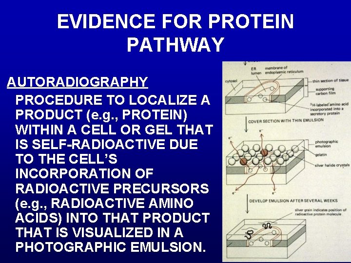 EVIDENCE FOR PROTEIN PATHWAY AUTORADIOGRAPHY PROCEDURE TO LOCALIZE A PRODUCT (e. g. , PROTEIN)