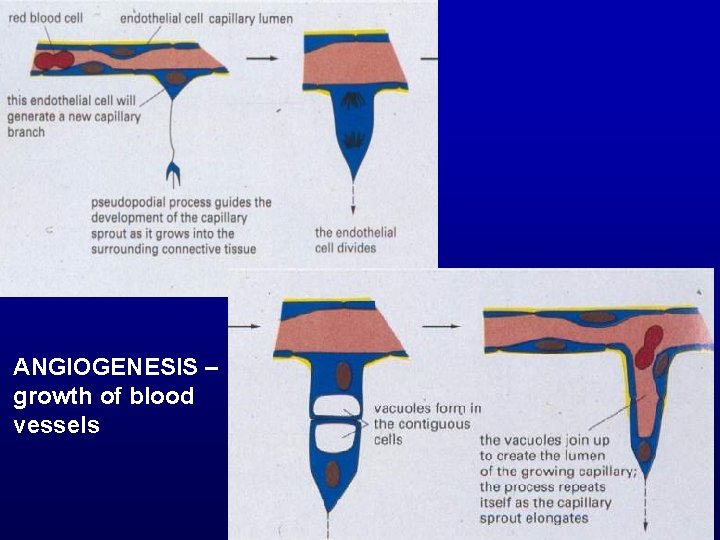 ANGIOGENESIS – growth of blood vessels 