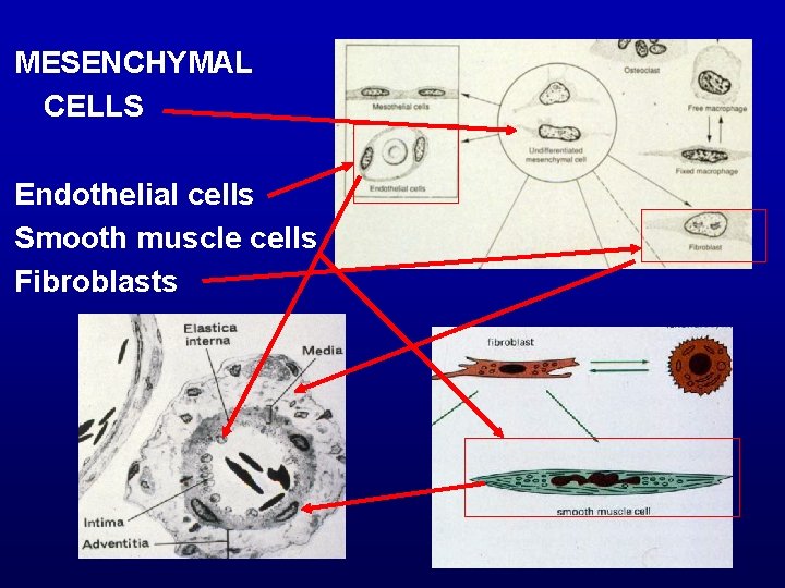 MESENCHYMAL CELLS Endothelial cells Smooth muscle cells Fibroblasts 