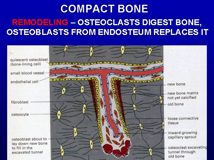 COMPACT BONE REMODELING – OSTEOCLASTS DIGEST BONE, OSTEOBLASTS FROM ENDOSTEUM REPLACES IT 