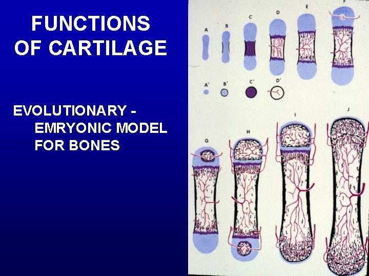 FUNCTIONS OF CARTILAGE EVOLUTIONARY EMRYONIC MODEL FOR BONES 