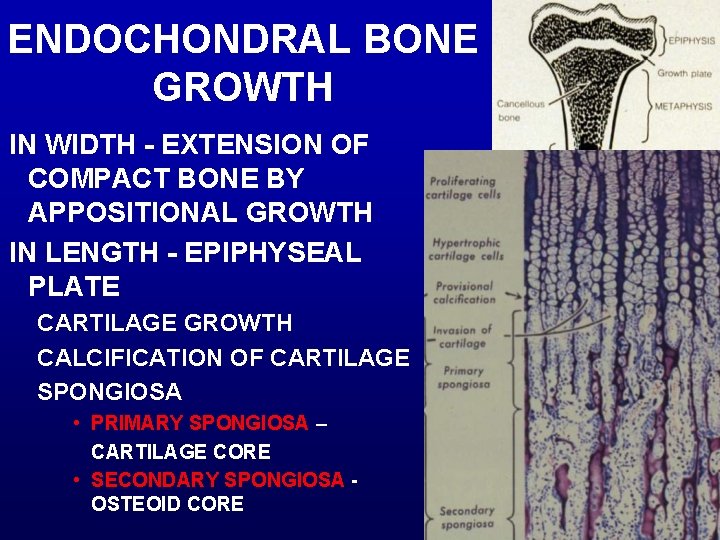 ENDOCHONDRAL BONE GROWTH IN WIDTH - EXTENSION OF COMPACT BONE BY APPOSITIONAL GROWTH IN
