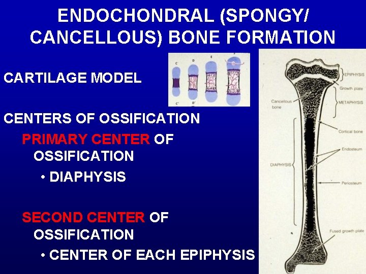 ENDOCHONDRAL (SPONGY/ CANCELLOUS) BONE FORMATION CARTILAGE MODEL CENTERS OF OSSIFICATION PRIMARY CENTER OF OSSIFICATION