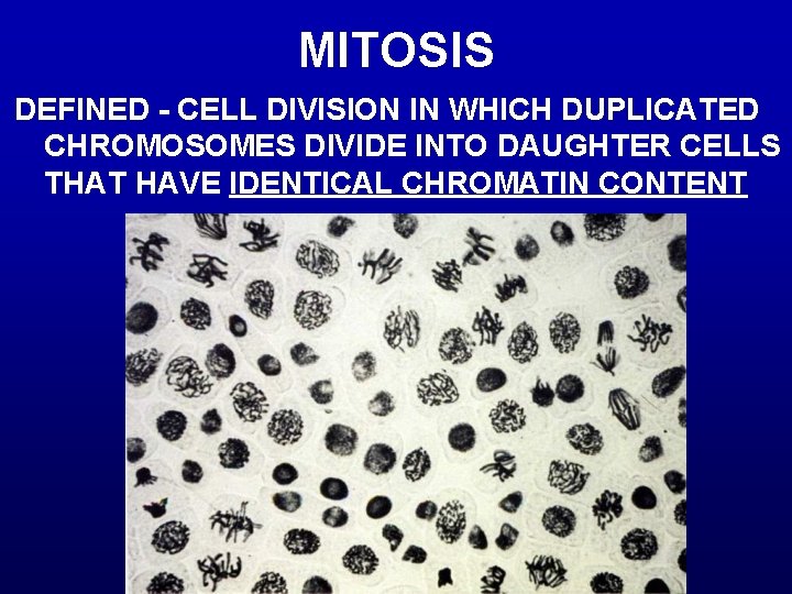 MITOSIS DEFINED - CELL DIVISION IN WHICH DUPLICATED CHROMOSOMES DIVIDE INTO DAUGHTER CELLS THAT