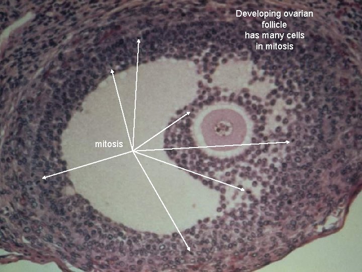 Developing ovarian follicle has many cells in mitosis 