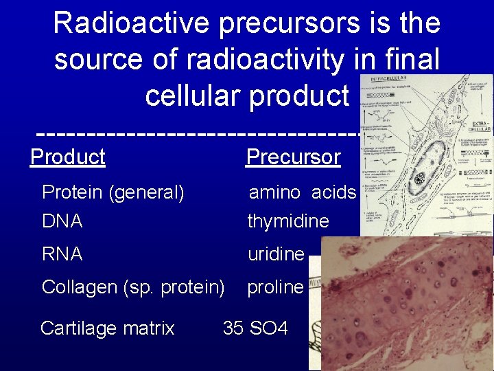 Radioactive precursors is the source of radioactivity in final cellular product --------------------- Product Precursor