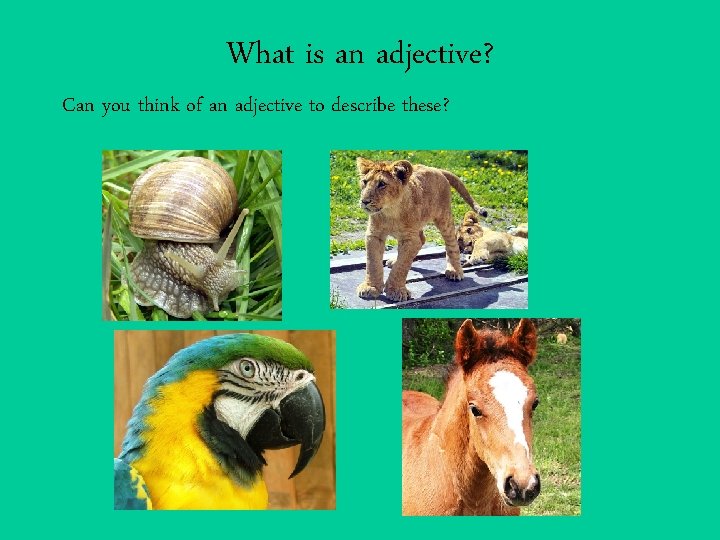 What is an adjective? Can you think of an adjective to describe these? 