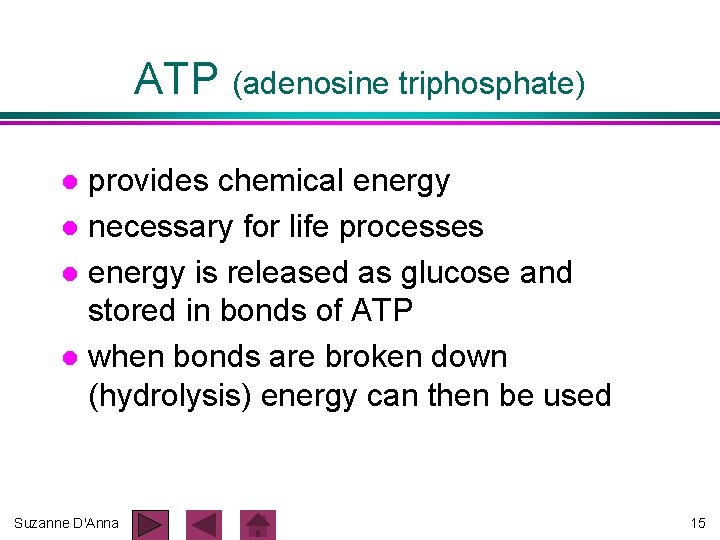 ATP (adenosine triphosphate) provides chemical energy l necessary for life processes l energy is ATP (adenosine triphosphate) provides chemical energy l necessary for life processes l energy is