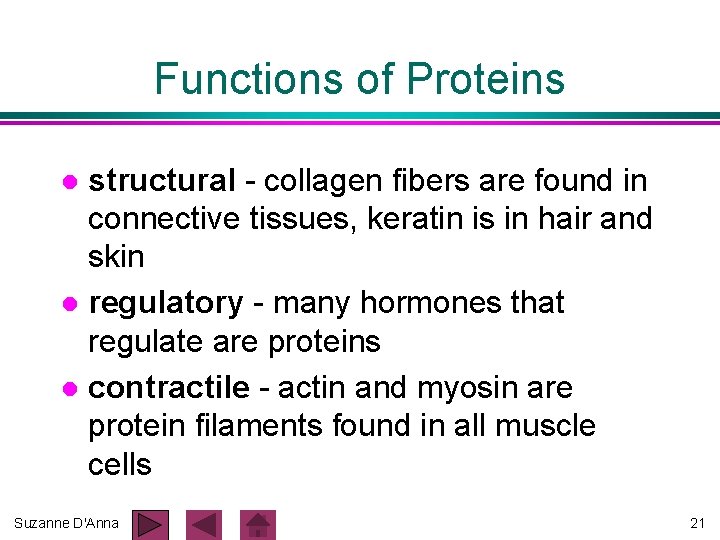 Functions of Proteins structural - collagen fibers are found in connective tissues, keratin is Functions of Proteins structural - collagen fibers are found in connective tissues, keratin is