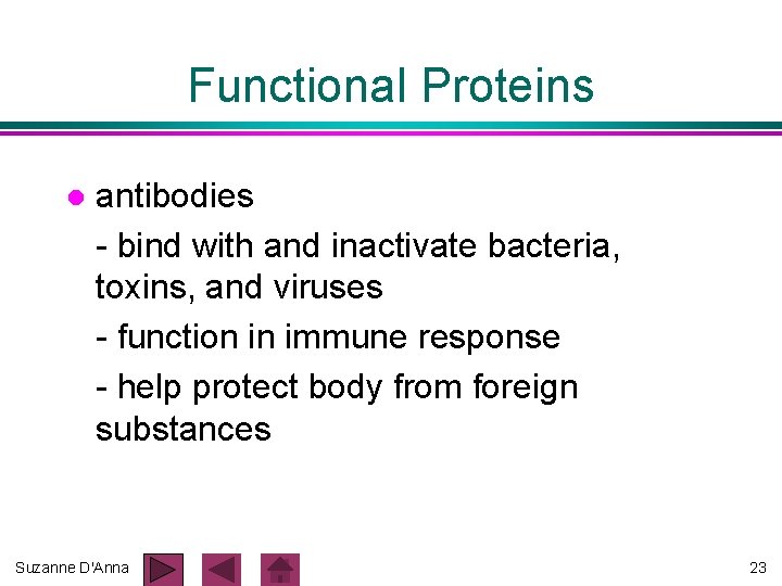 Functional Proteins l antibodies - bind with and inactivate bacteria, toxins, and viruses - Functional Proteins l antibodies - bind with and inactivate bacteria, toxins, and viruses -