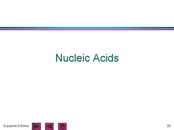Nucleic Acids Suzanne D'Anna 28 Nucleic Acids Suzanne D'Anna 28