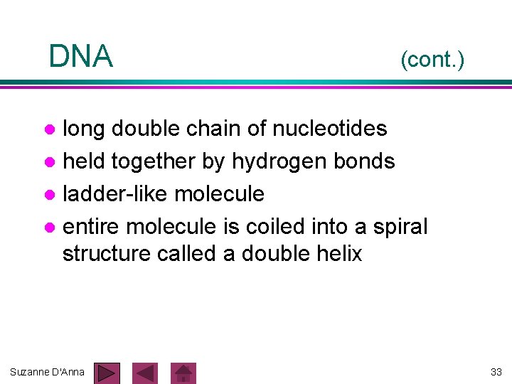 DNA (cont. ) long double chain of nucleotides l held together by hydrogen bonds DNA (cont. ) long double chain of nucleotides l held together by hydrogen bonds
