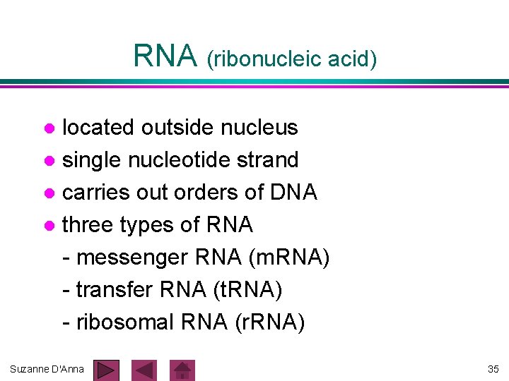 RNA (ribonucleic acid) located outside nucleus l single nucleotide strand l carries out orders RNA (ribonucleic acid) located outside nucleus l single nucleotide strand l carries out orders