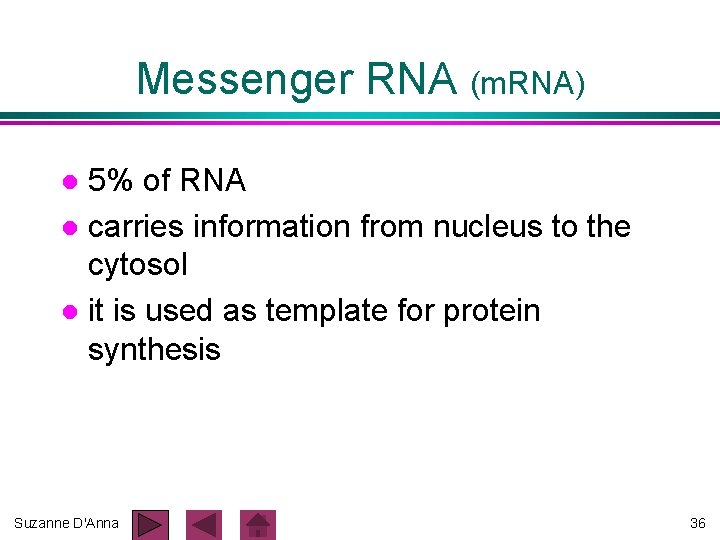 Messenger RNA (m. RNA) 5% of RNA l carries information from nucleus to the Messenger RNA (m. RNA) 5% of RNA l carries information from nucleus to the