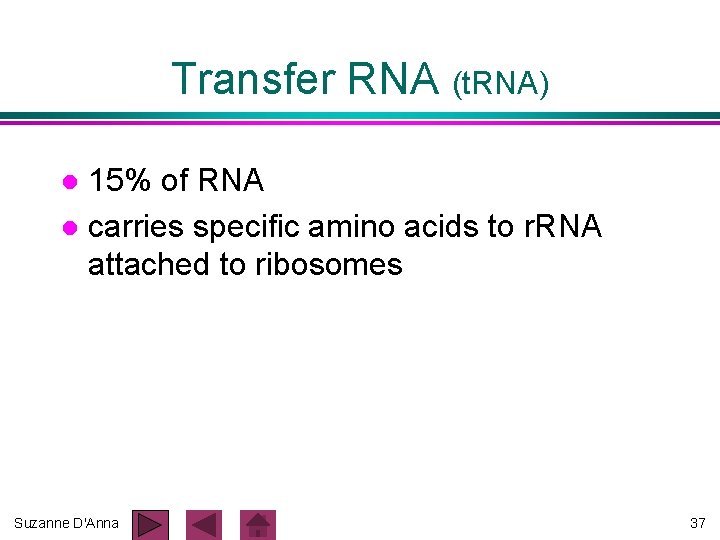 Transfer RNA (t. RNA) 15% of RNA l carries specific amino acids to r. Transfer RNA (t. RNA) 15% of RNA l carries specific amino acids to r.