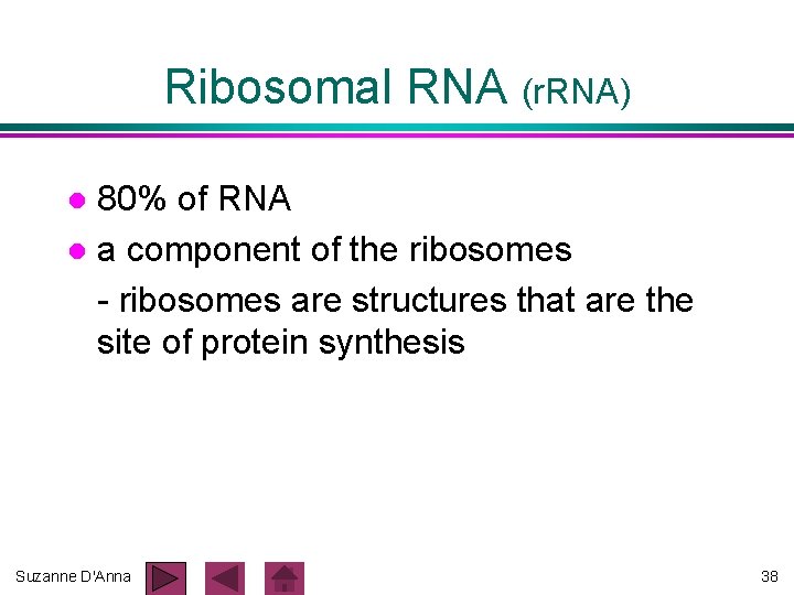 Ribosomal RNA (r. RNA) 80% of RNA l a component of the ribosomes - Ribosomal RNA (r. RNA) 80% of RNA l a component of the ribosomes -