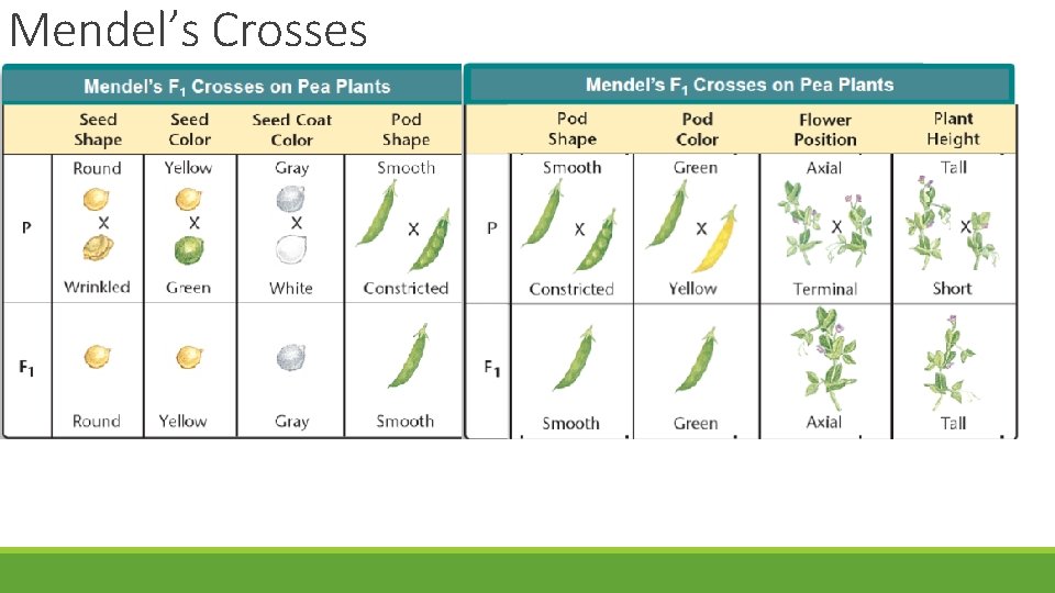 Mendel’s Crosses 