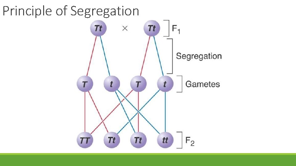 Principle of Segregation 