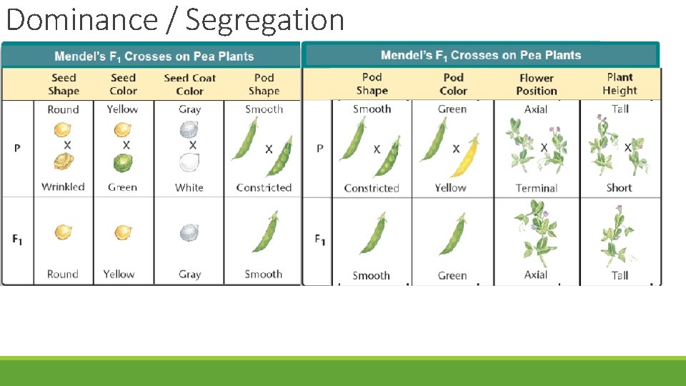 Dominance / Segregation 