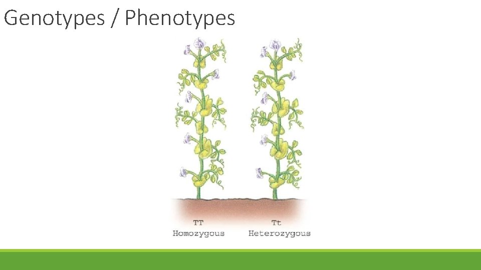 Genotypes / Phenotypes 