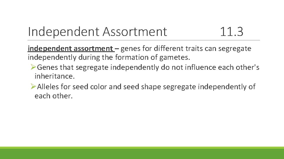 Independent Assortment 11. 3 independent assortment – genes for different traits can segregate independently