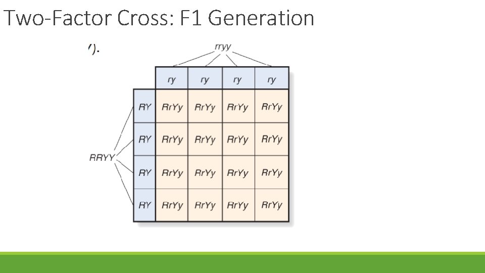 Two-Factor Cross: F 1 Generation 