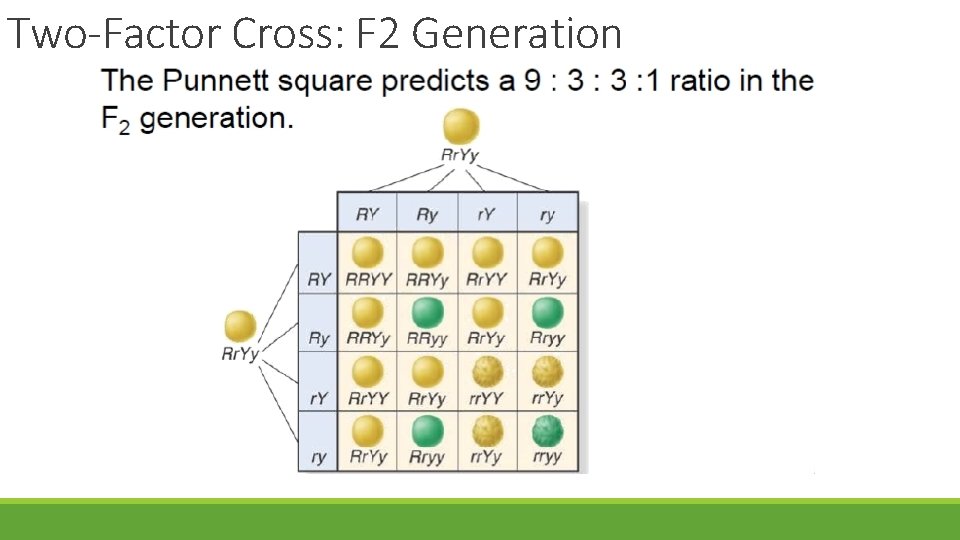 Two-Factor Cross: F 2 Generation 