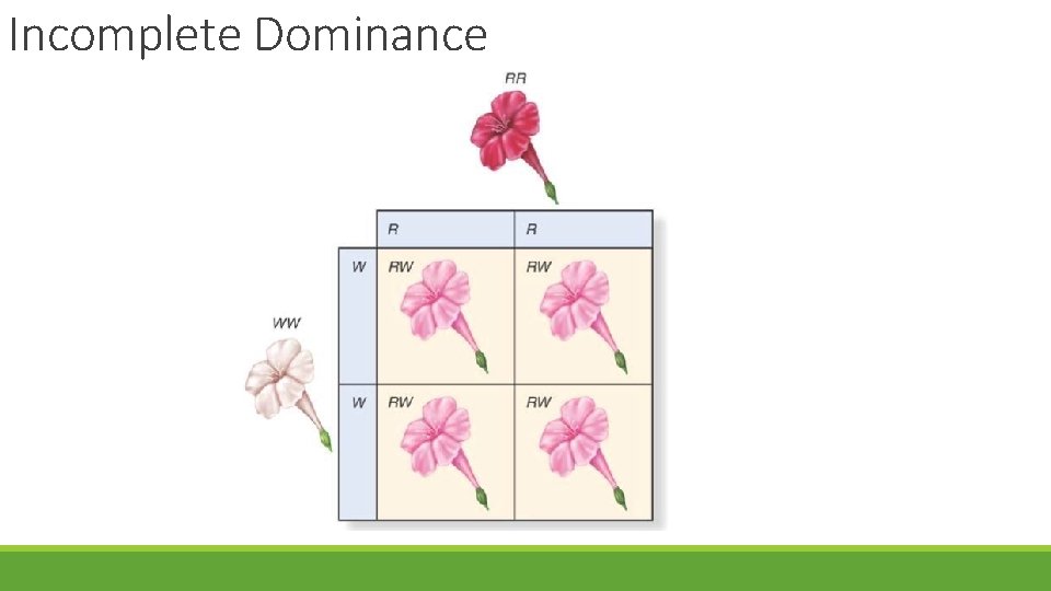Incomplete Dominance 