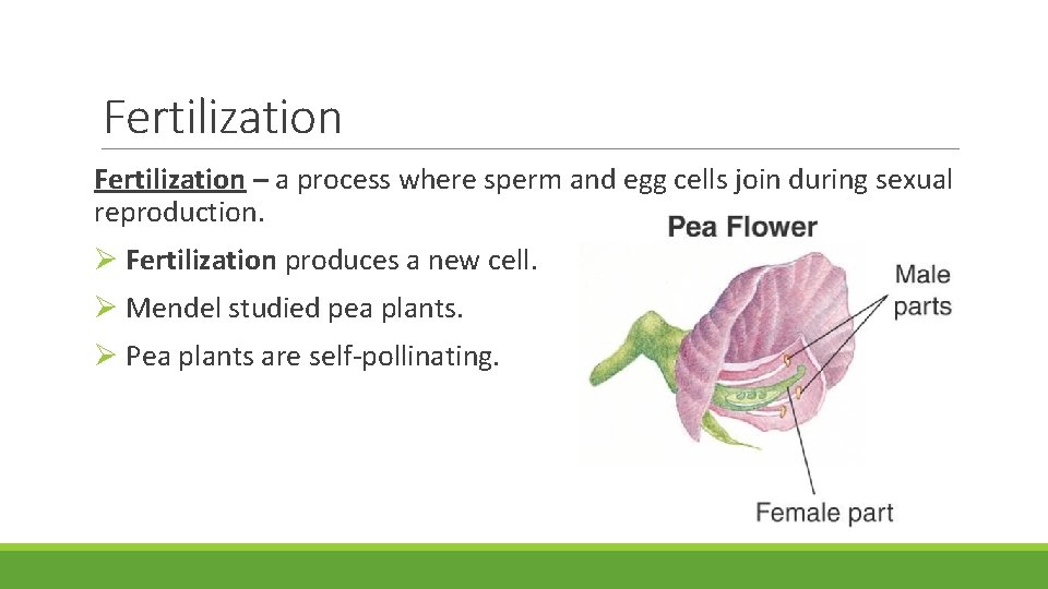 Fertilization – a process where sperm and egg cells join during sexual reproduction. Fertilization