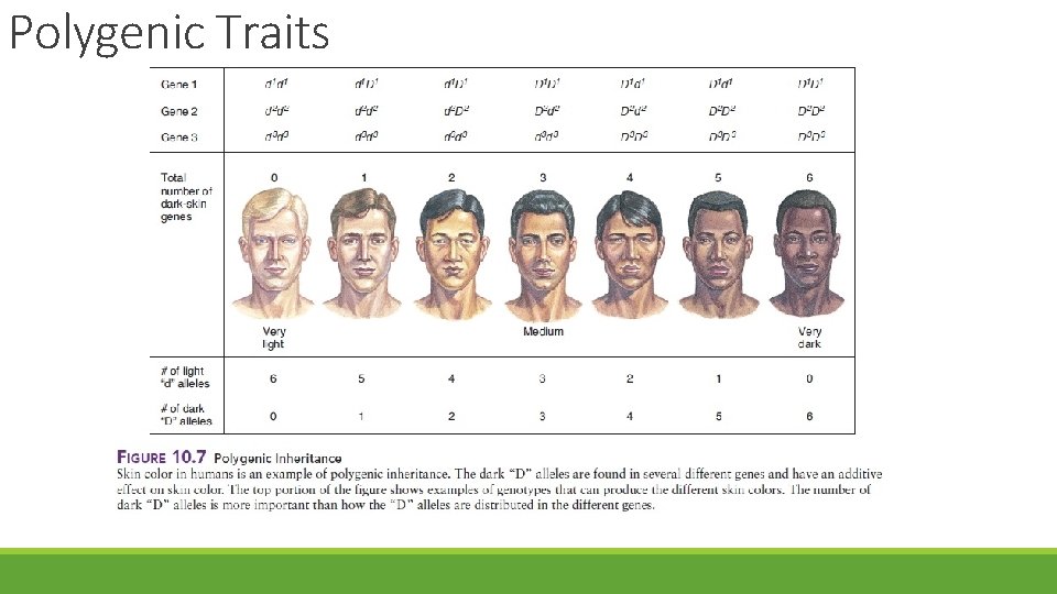 Polygenic Traits 