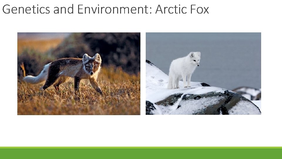 Genetics and Environment: Arctic Fox 