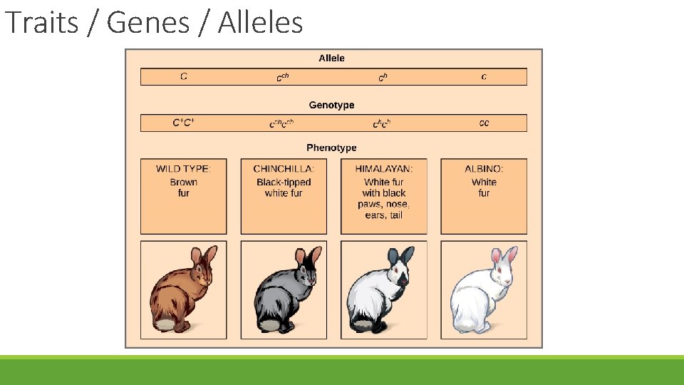 Traits / Genes / Alleles 