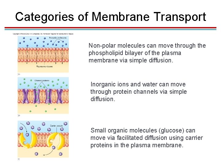 Categories of Membrane Transport Non-polar molecules can move through the phospholipid bilayer of the Categories of Membrane Transport Non-polar molecules can move through the phospholipid bilayer of the