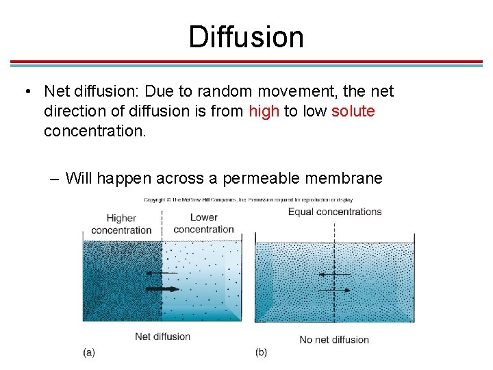 Diffusion • Net diffusion: Due to random movement, the net direction of diffusion is Diffusion • Net diffusion: Due to random movement, the net direction of diffusion is