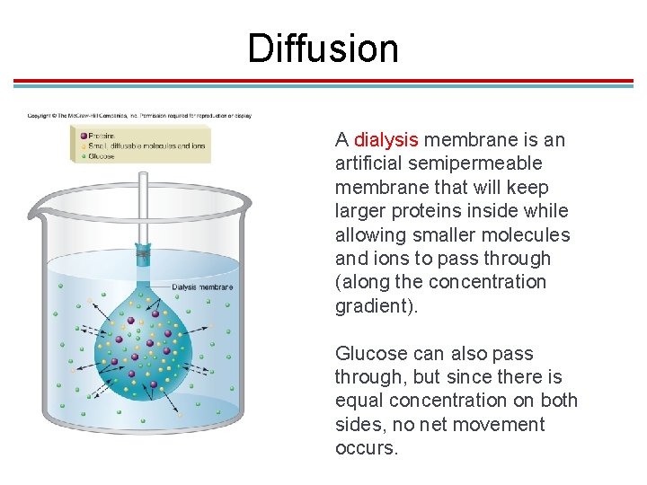 Diffusion A dialysis membrane is an artificial semipermeable membrane that will keep larger proteins Diffusion A dialysis membrane is an artificial semipermeable membrane that will keep larger proteins