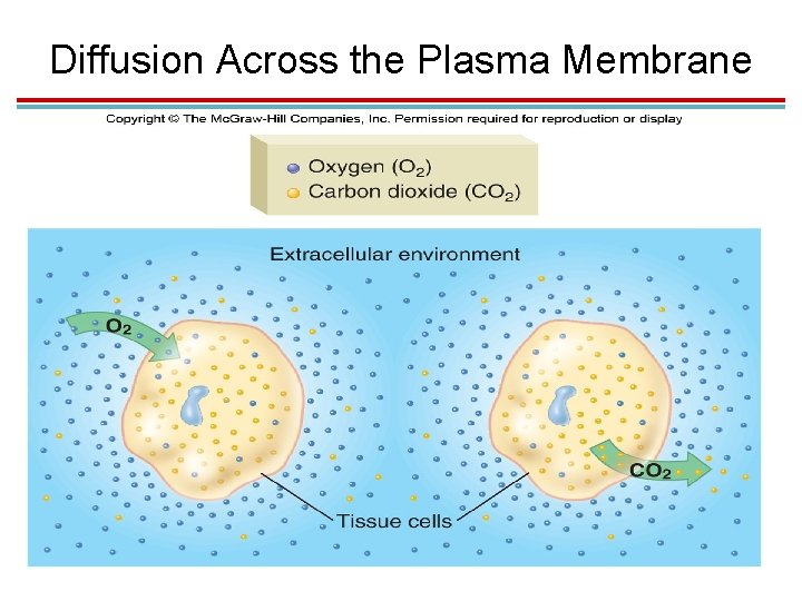 Diffusion Across the Plasma Membrane Diffusion Across the Plasma Membrane