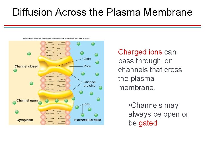 Diffusion Across the Plasma Membrane Charged ions can pass through ion channels that cross Diffusion Across the Plasma Membrane Charged ions can pass through ion channels that cross